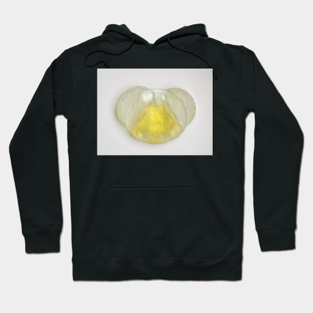 Conifer pollen grain under the microscope Hoodie by SDym Photography